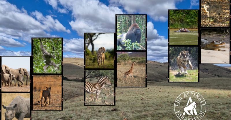 Digital Adoption Pack at The Aspinall Foundation (2)