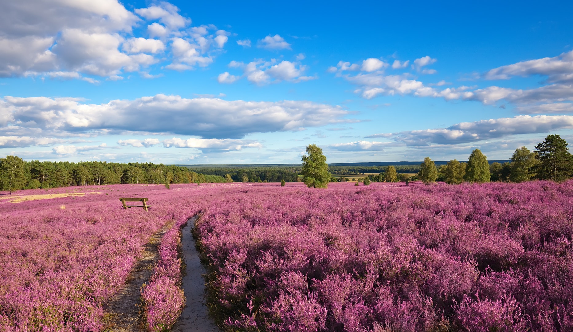 Oplev naturskøn miniferie nær Hamborg med wellness og mad!