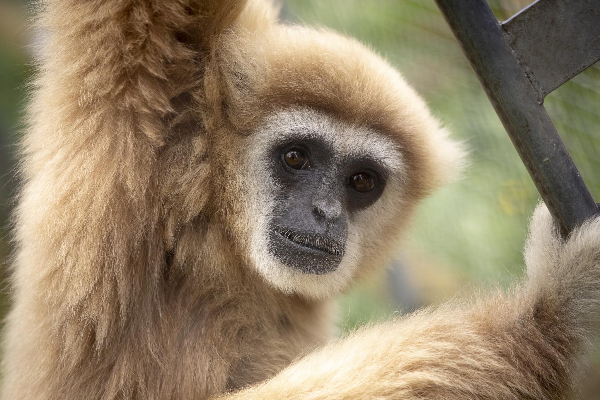 Dagsbilletter til Glad Zoo