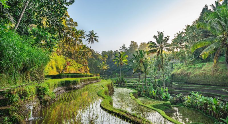 Indonesien: 14 dages rundrejse på Bali - med fly
